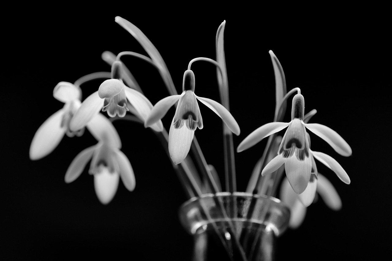 snowdrop, winter, flower background, flower wallpaper, beautiful flowers, close up, flower, nature, blossom, bloom