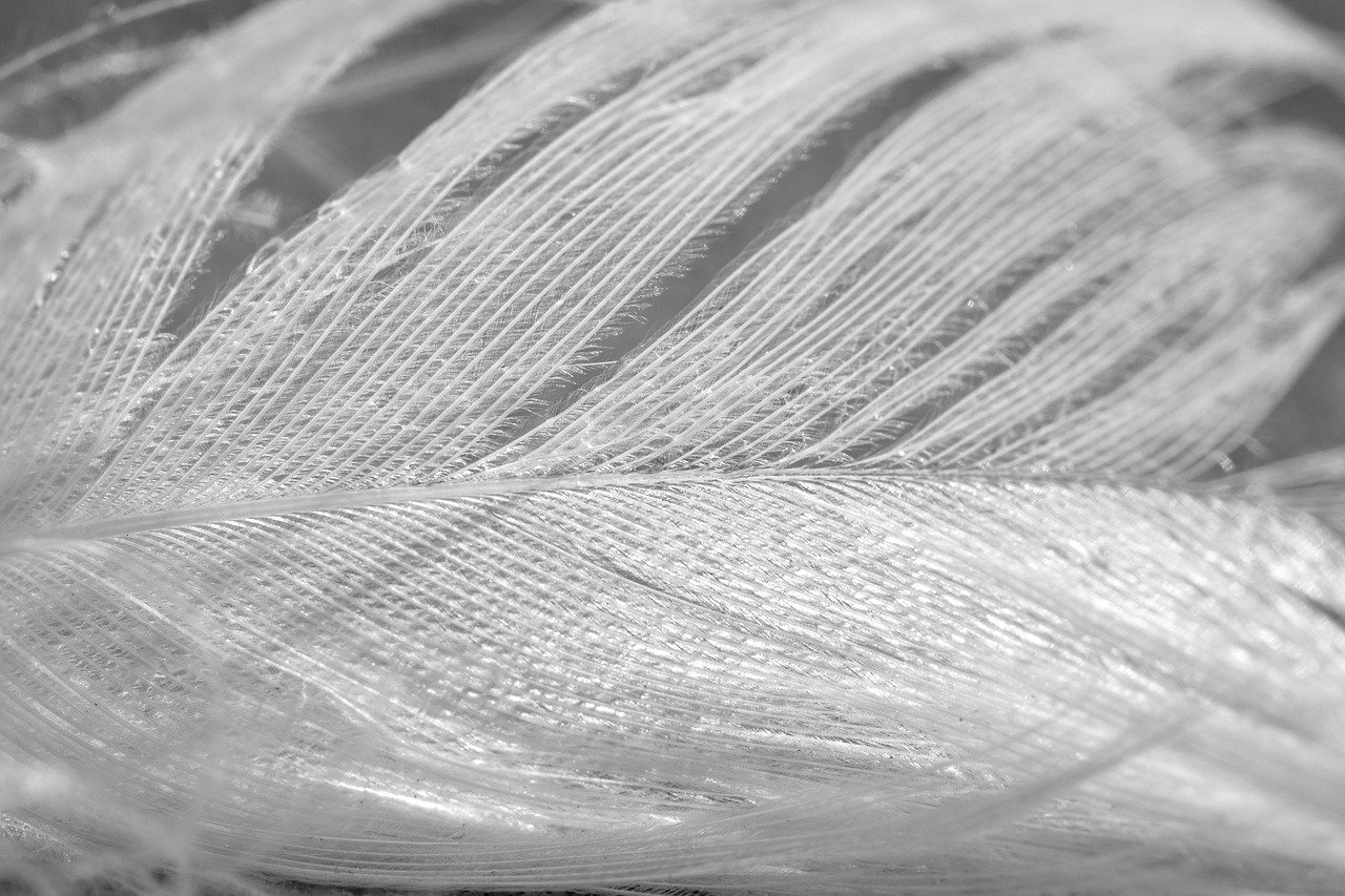 feather, white feather, bird feather, close up, macro